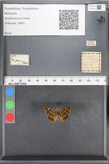 Media type: image;   Entomology 91420